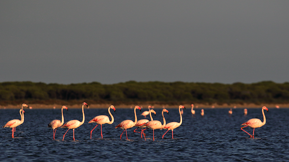flamingos line up - image 3
