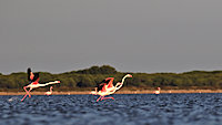 flamingos on the runway